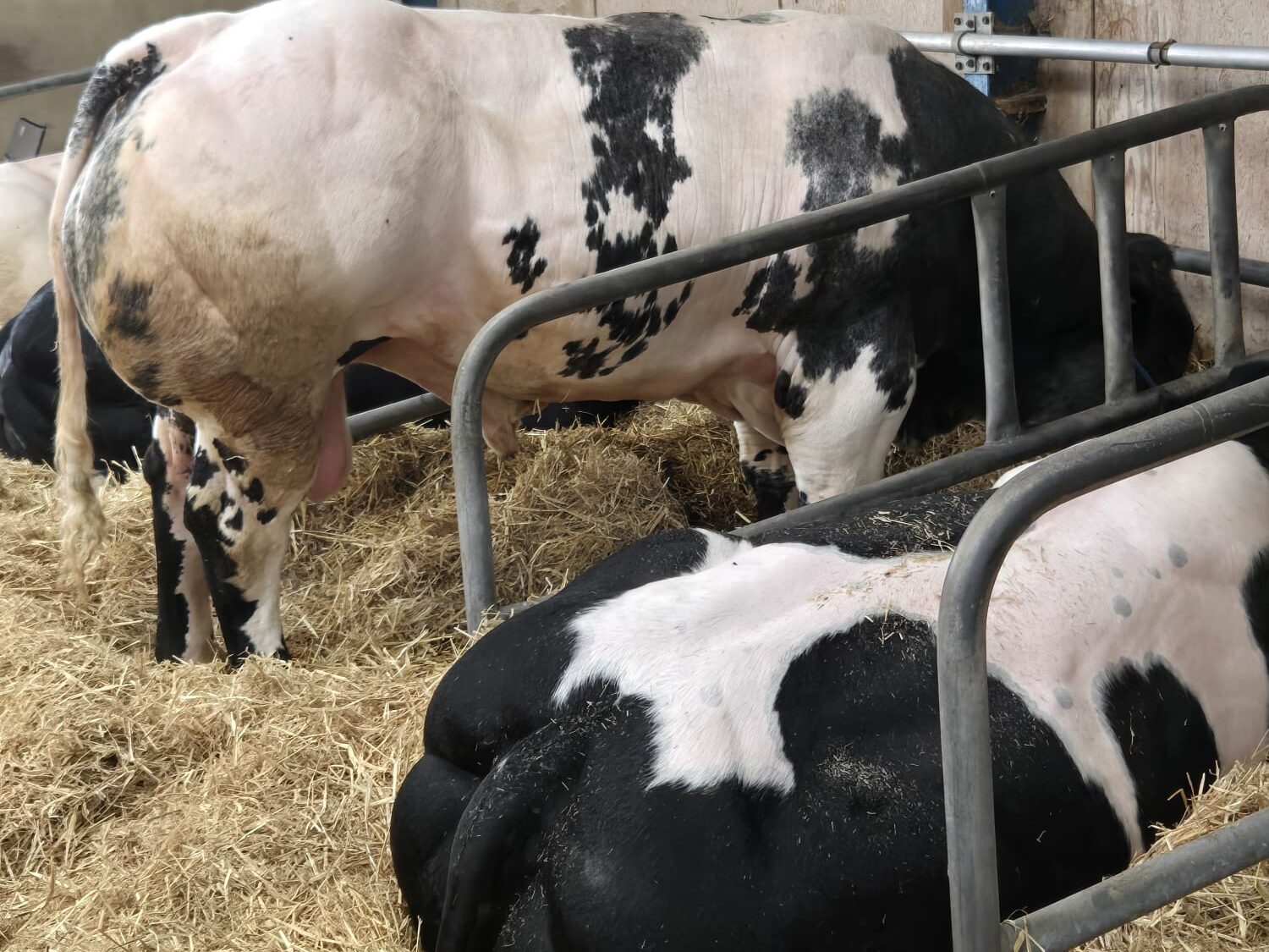 cows at the great yorkshire show