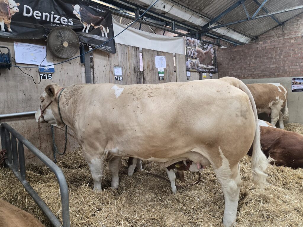 cows at the great yorkshire show